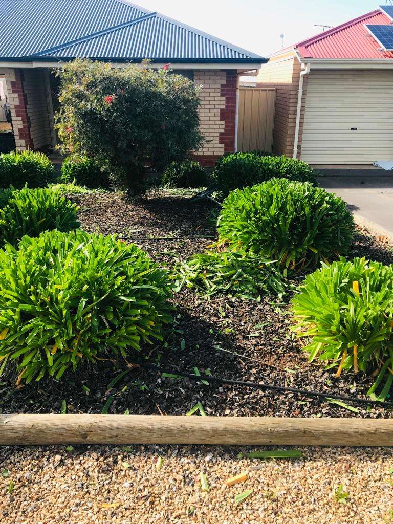 Hedge Trimming Adelaide