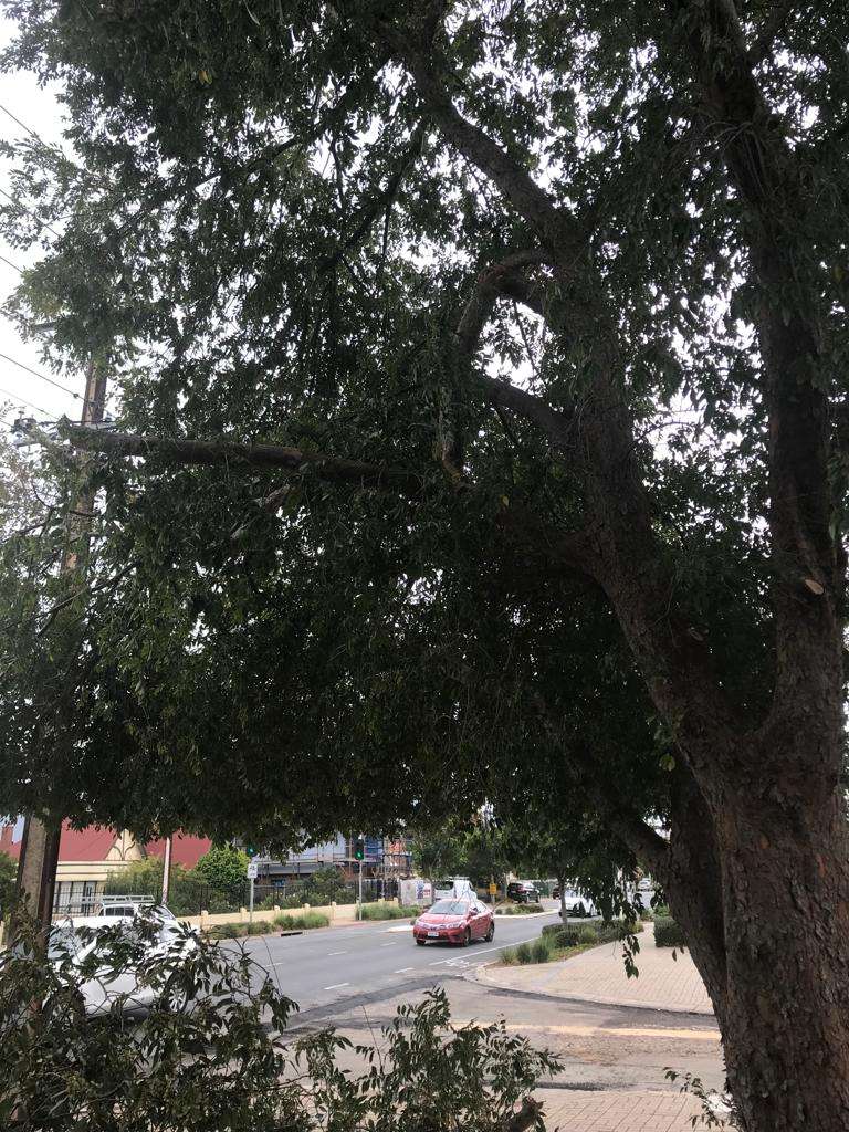 Tree Pruning Adelaide