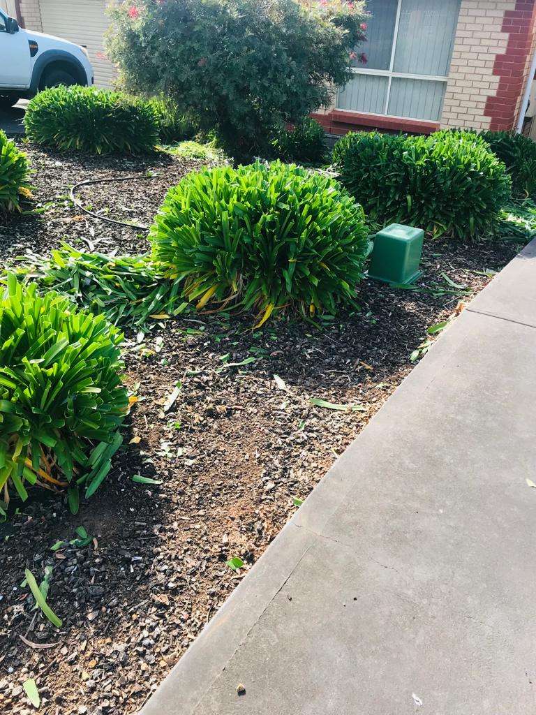 Hedge Trimming Adelaide